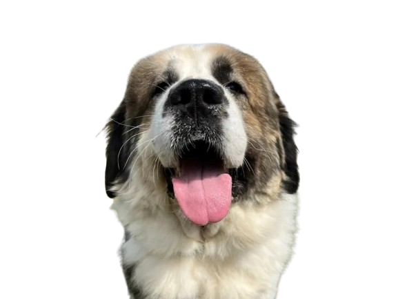 Pyrenean Mastiff