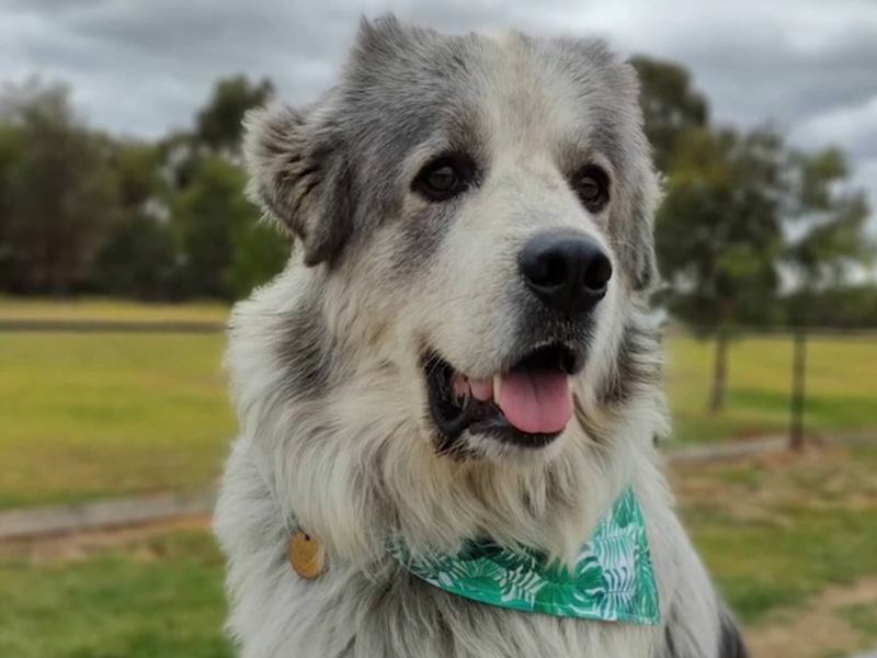 Pyrenean Mastiff dog