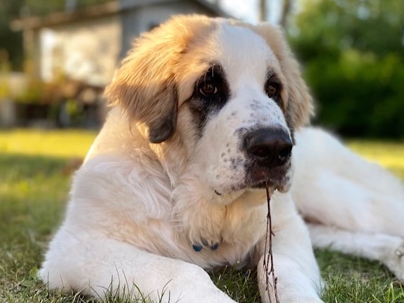 Pyrenean Mastiff