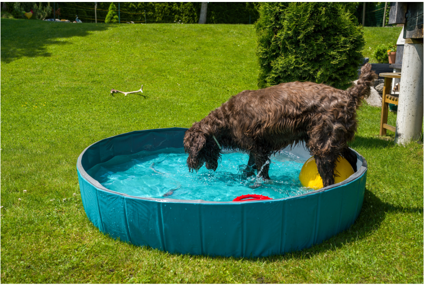 Brown Pudelpointer