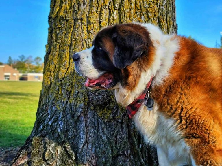 Pyrenean Mastiff Coat