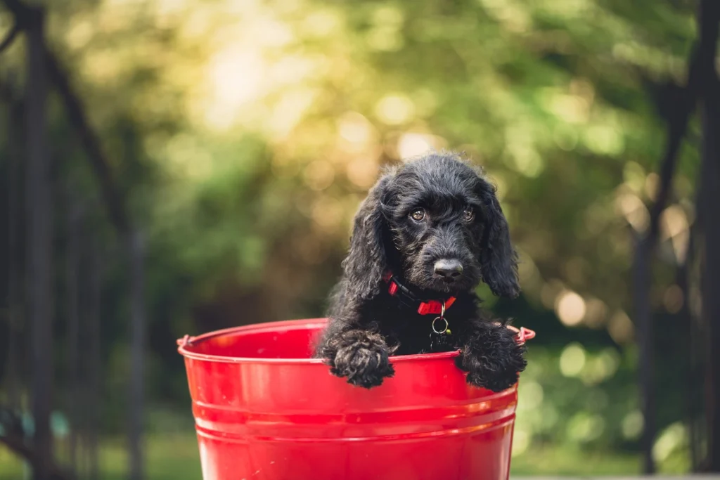 black pudelpointer