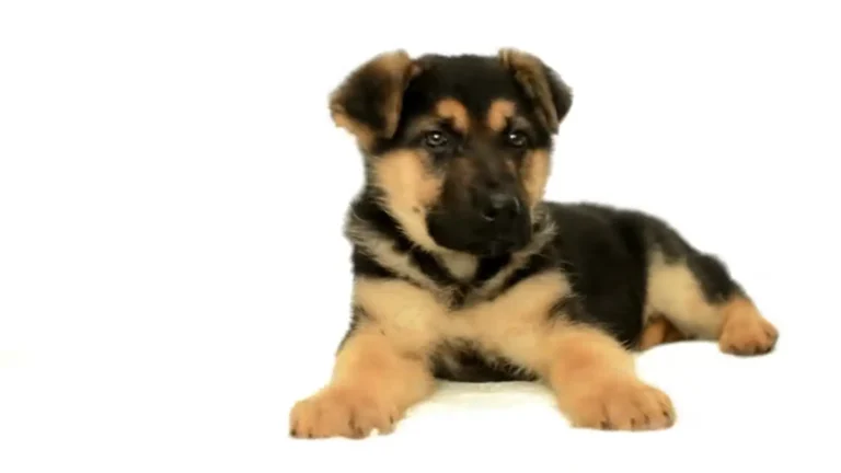 German Shepherd Puupy