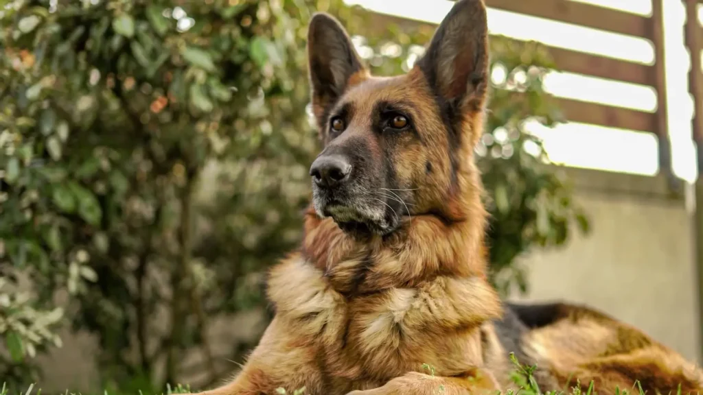 German Shepherd 