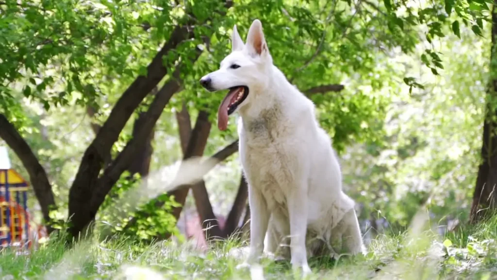 White German Shepherd