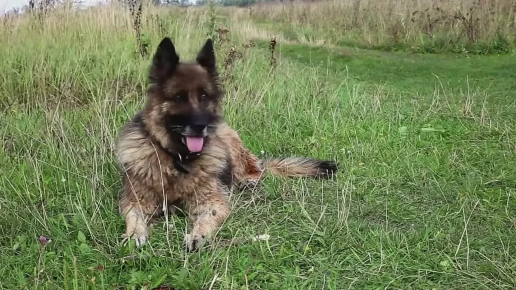 Brown German Shepherd